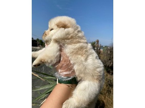 Chow chow çin aslanı yavrularımız