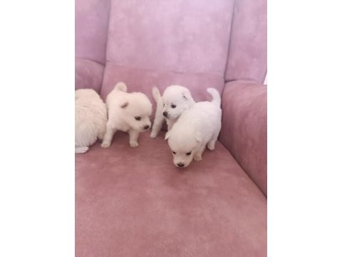 Son 2 yavru spitz