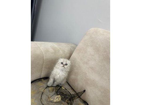 Show kalite british shorthair yavrular