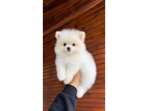 Üst düzey pomeranian boo yavruları