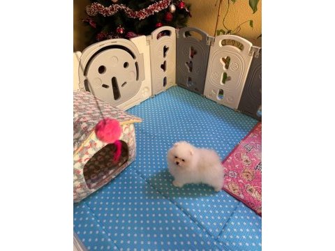 Pomeranian boo köpeği