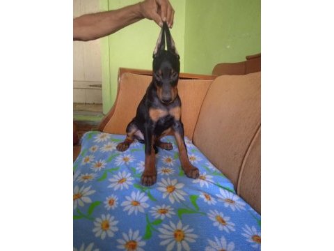 A++ kaliteli doberman 1 erkek 1 dişi yavru