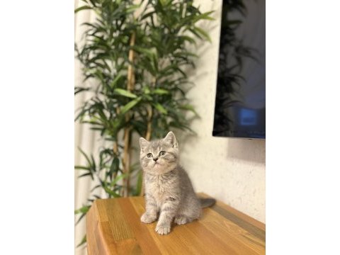Evinizin neşesi brıtısh shorthair yavrular 