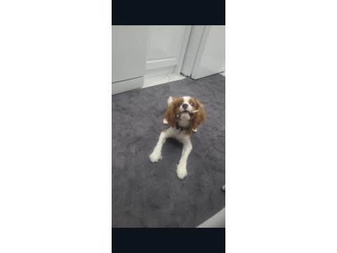 Köpeğimiz tarçına yeni aile arıyoruz