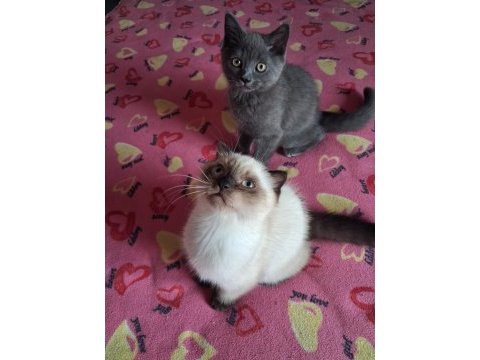 British shorthair yavrularımız