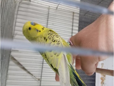Yavru jumbo muhabbet kuşlar