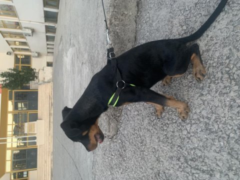 Rottweiler 3.5 aylık