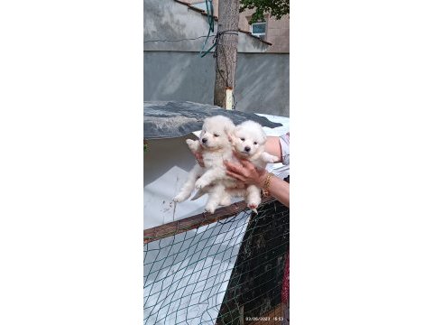 Safkan siyah-beyaz pati samoyed