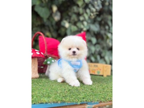 Orjinal pomeranian boo