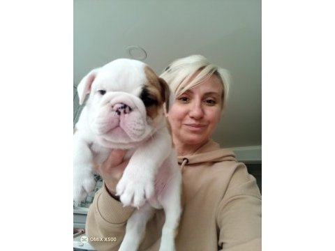 Kar topu ingiliz bulldog yavrularımız