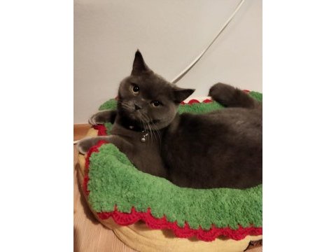 10 aylık dişi british shorthair kısırlaştırılmış