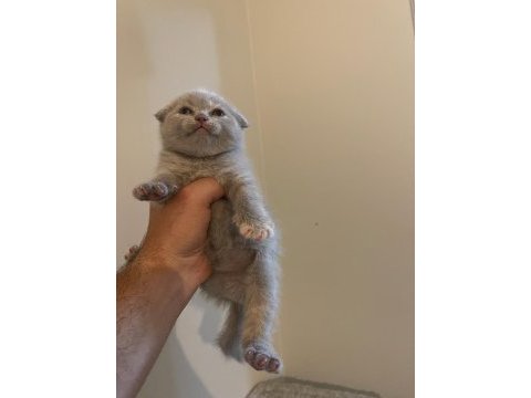 Kahve rengi scottish fold