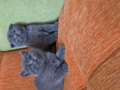 Süper kalite british shorthair yavrular