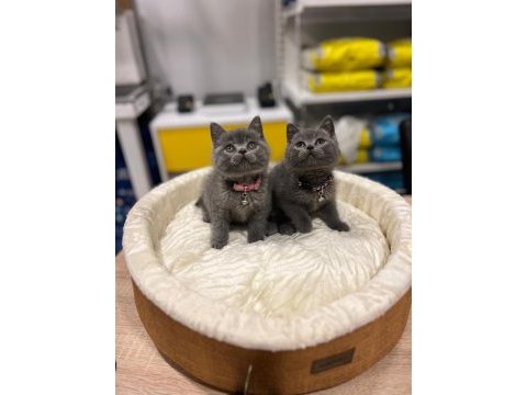 Safkan british shorthair bebekler