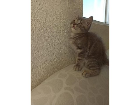 İki aylık erkek british shorthair