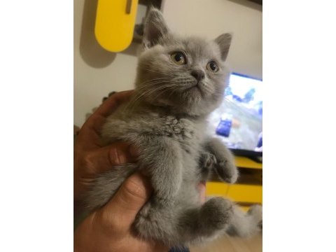 18 nisan doğumlu british shorthair