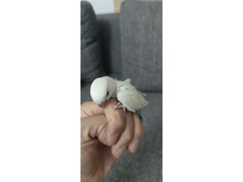 Sevda papağanı yeme düşmüş el besleme ele alışık