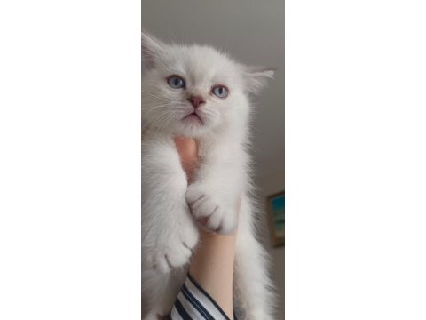 2 aylık scottish fold yavrularımız yeni yuvalarını arıyor