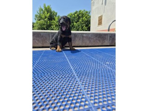 King doberman yavrular