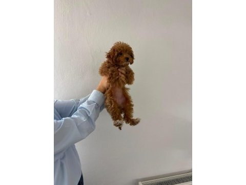 3,5 aylık dişi toy poodle