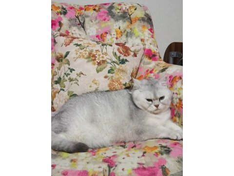 Dişi british