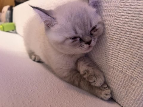 2.5 aylık british shorthair kedi sahiplendirme ilanıdır