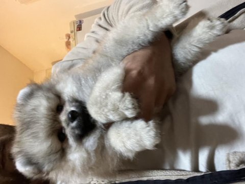 Uygun pomeranian boo