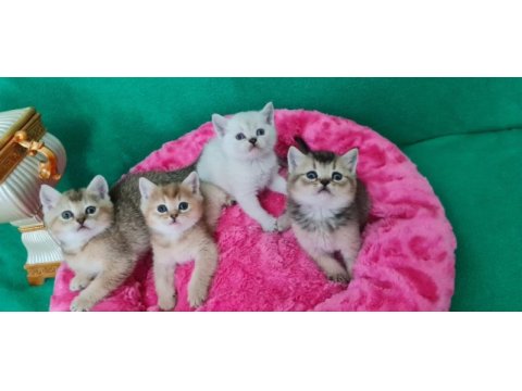British shorthair çok oyuncu evcilmen yavrular