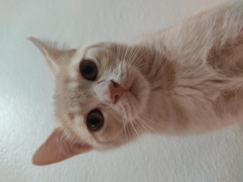 British shorthair aslan parçası yeni yuvasını arıyor