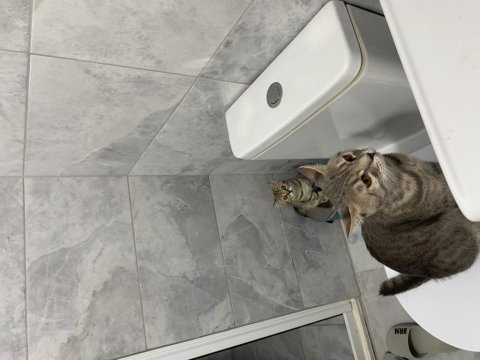 British shorthair
