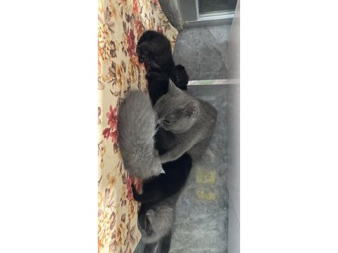 Yavru british shorthair