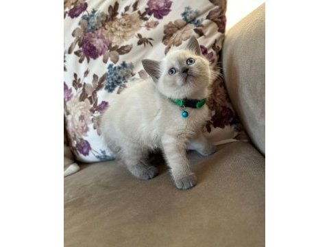 2 aylık yavru british shorthair british blue point