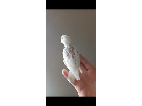 Yavru sevda papağanı