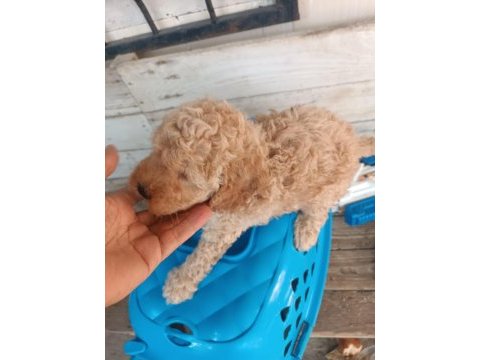 Maltipoo kalite yavrular ırk sağlık garantili