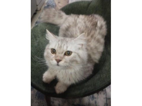 Acil sahiplendirme british longhair