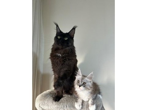 Saf kan xxl şecereli maine coon yavruları