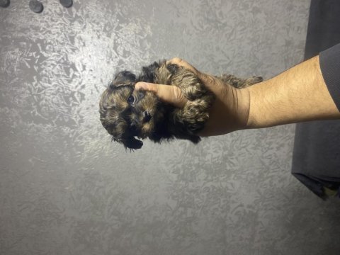 1.250gr yorkshire terrier yavru