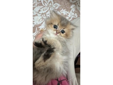 British longhair kedisi