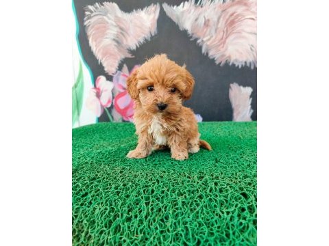A kalite sağlık ırk garantili maltipoo yavrularım