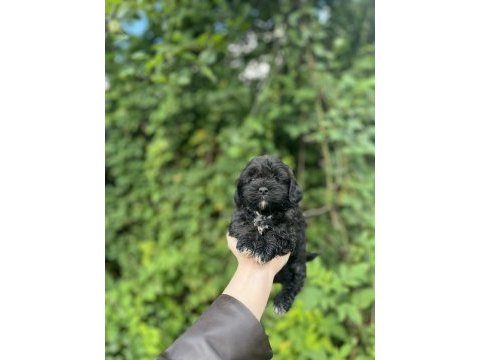 Erkek dişi mevcut maltipoo güzellikler