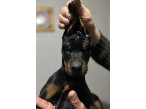 Üst düzey şecereli doberman yavruları