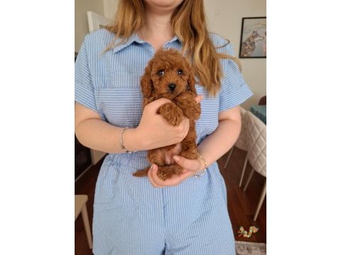 Ailemizde sevgiyle büyüyen poodle minikler