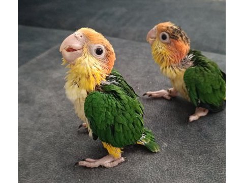 Portakal kafa caique bebek papağanlar