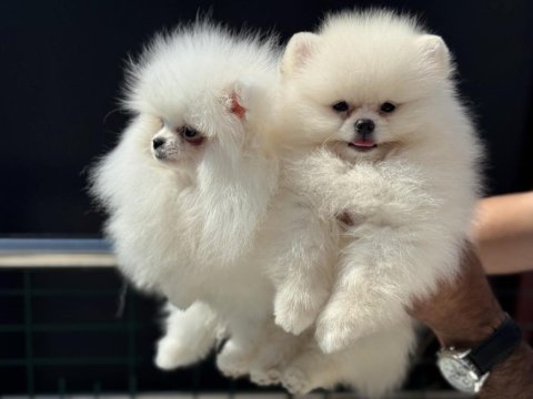 Show kalite tea cup kore pomeranian boo