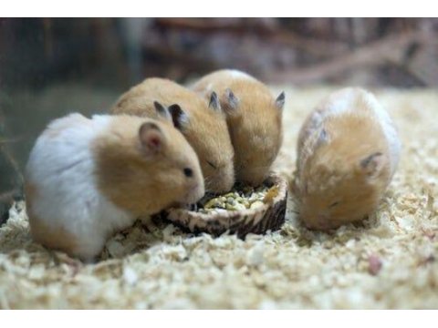 Suriye hamster yavrular ve tüm malzemeleri adrese teslim