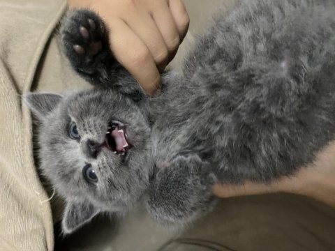 Minnoş british shorthair yavru