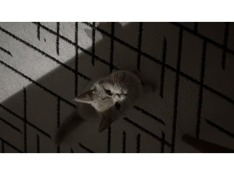 British shorthair dişi yavru
