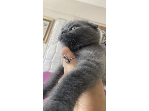 Scottish fold bebiş