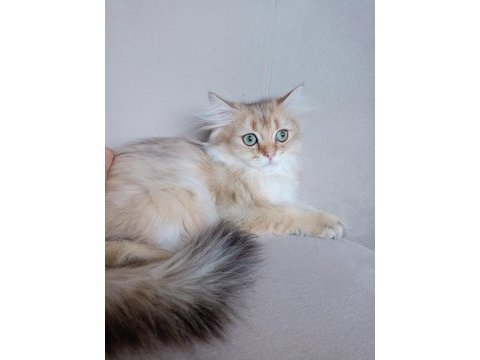 British longhair çok uyguna verilecek