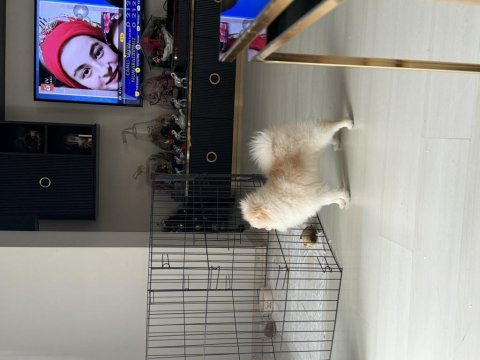 Pomeranian orjinal dışı yavru